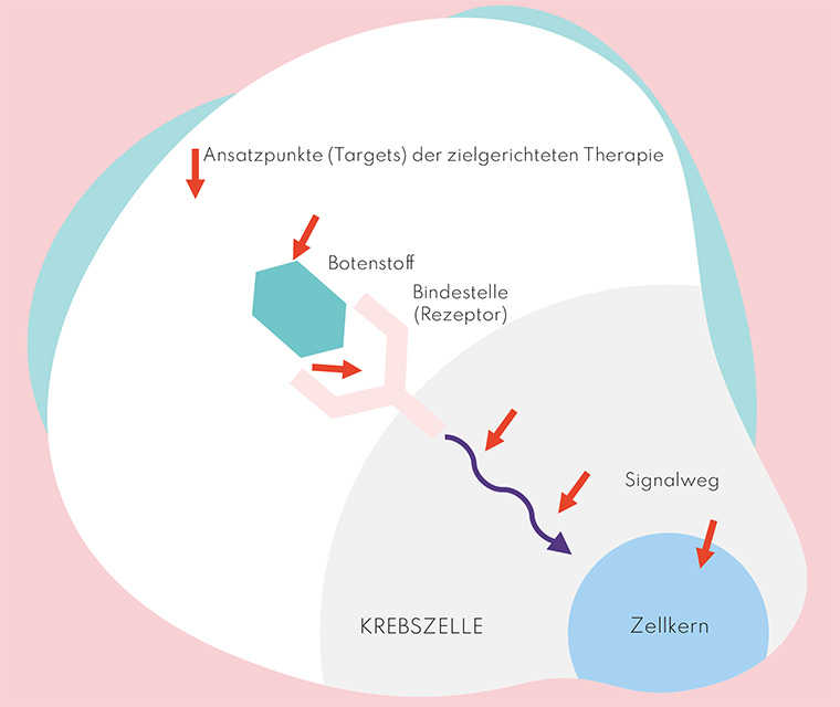Leben mit Brustkrebs: Abbildung von der Wirkungsweise der zielgerichteten Therapie
