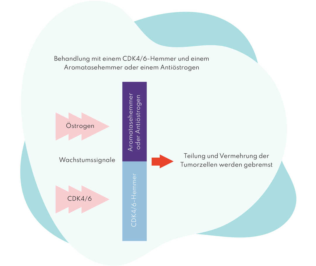 Leben mit Brustkrebs: Abbildung wie CDK4/6-KINASE Hemmer funktionieren